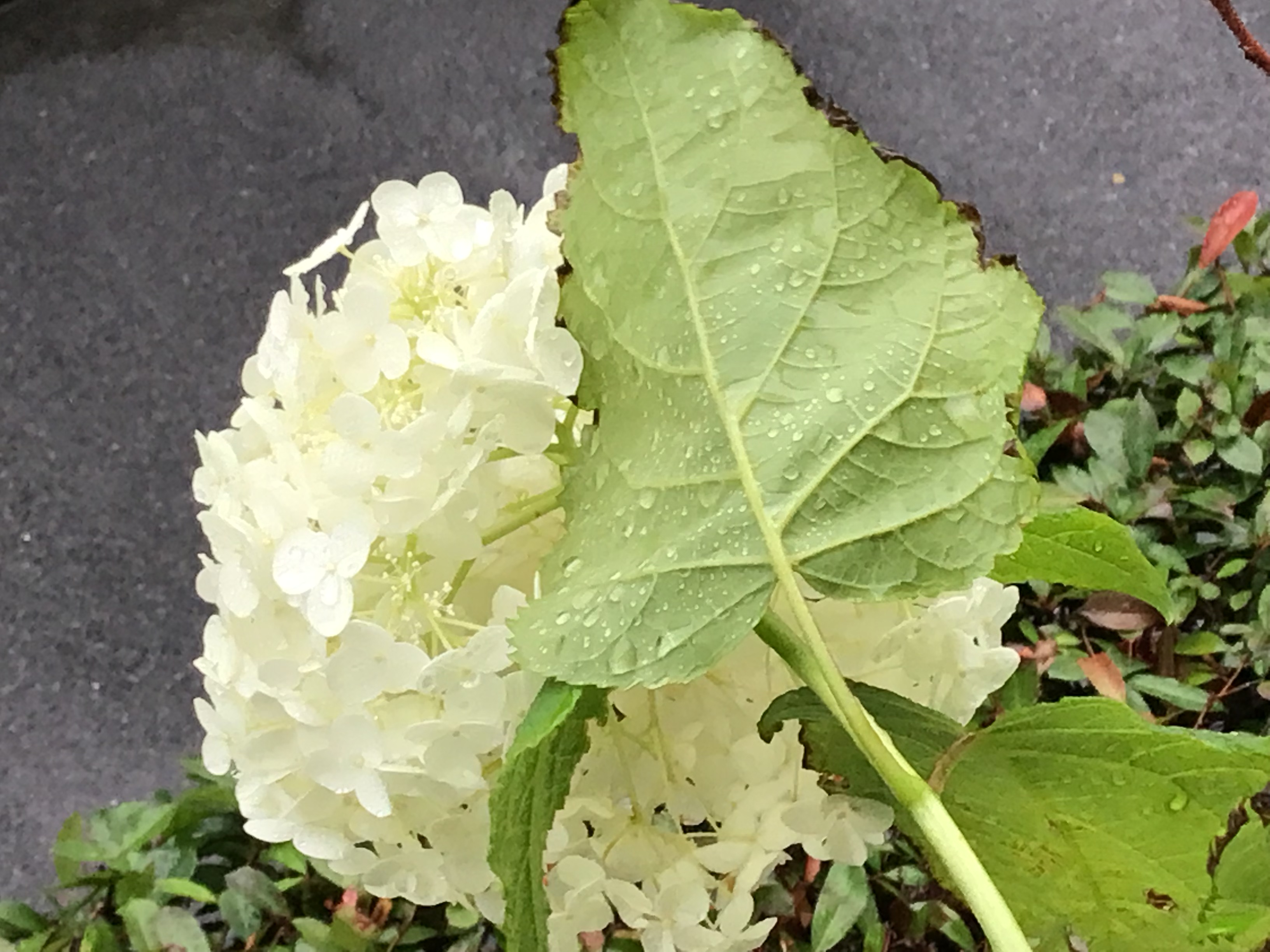 67920b97-6e6b-43a4-b568-01afb87d2e31