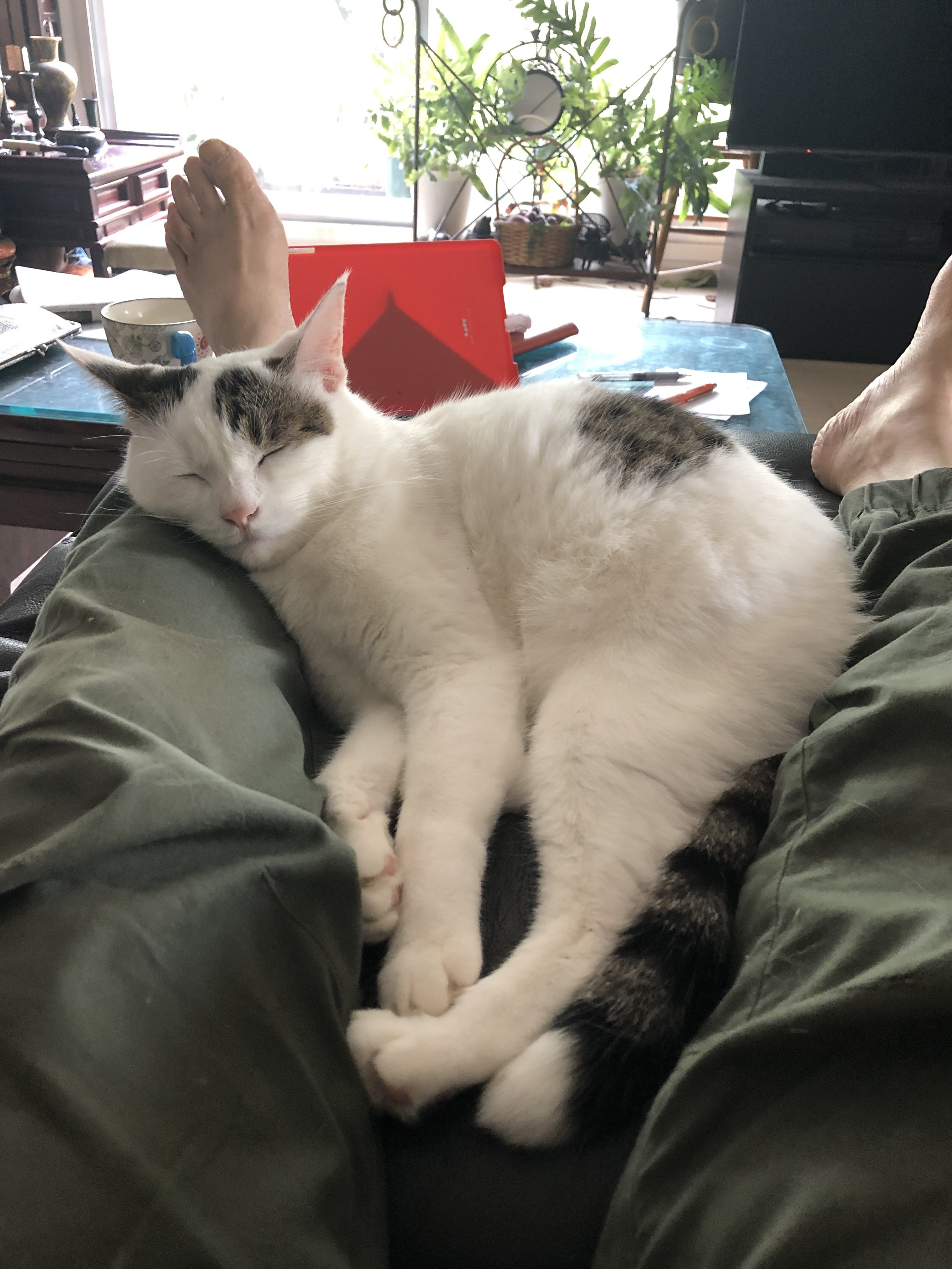 a13abd50-9f82-489d-84fb-d07ef4a91add