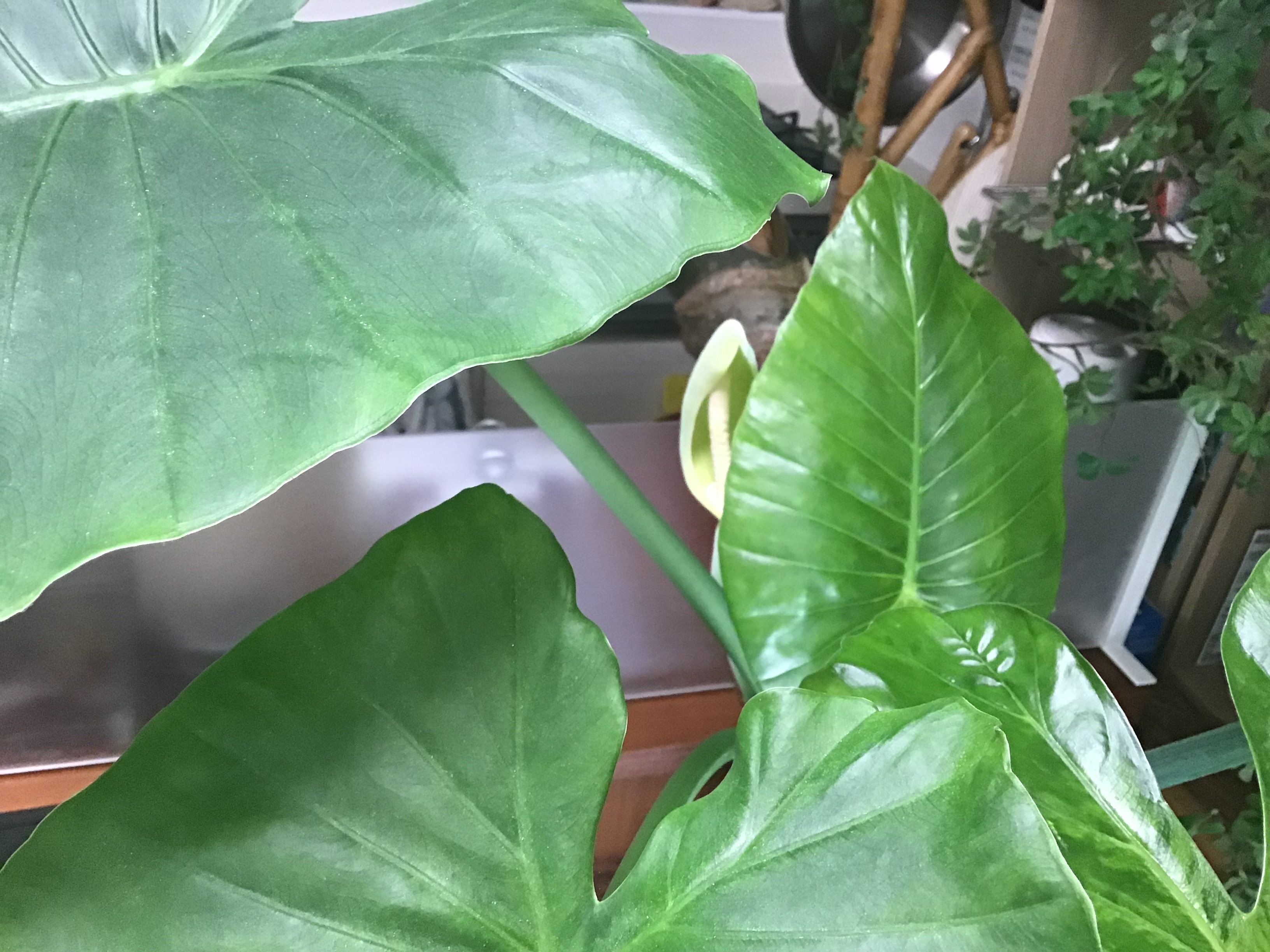 5b651e31-0aa1-4c2b-9065-6acaa6356d37