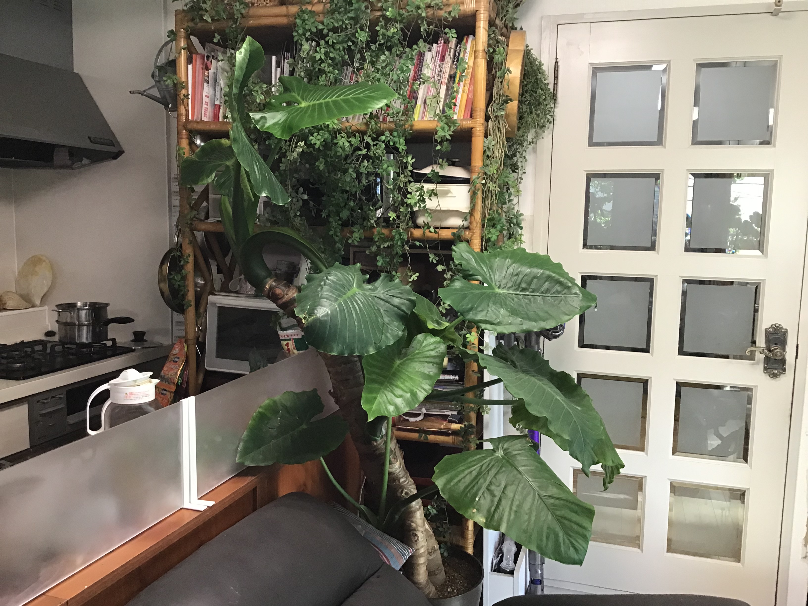 dbb3bdb6-a750-4bf2-9ce2-e2bda7d90608