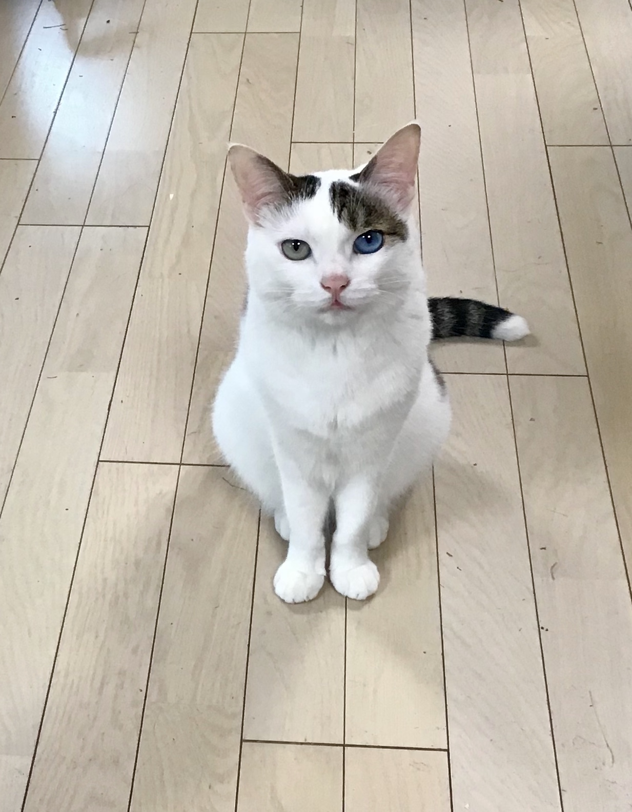 a14e1a68-35cd-44c9-86be-49786756db75