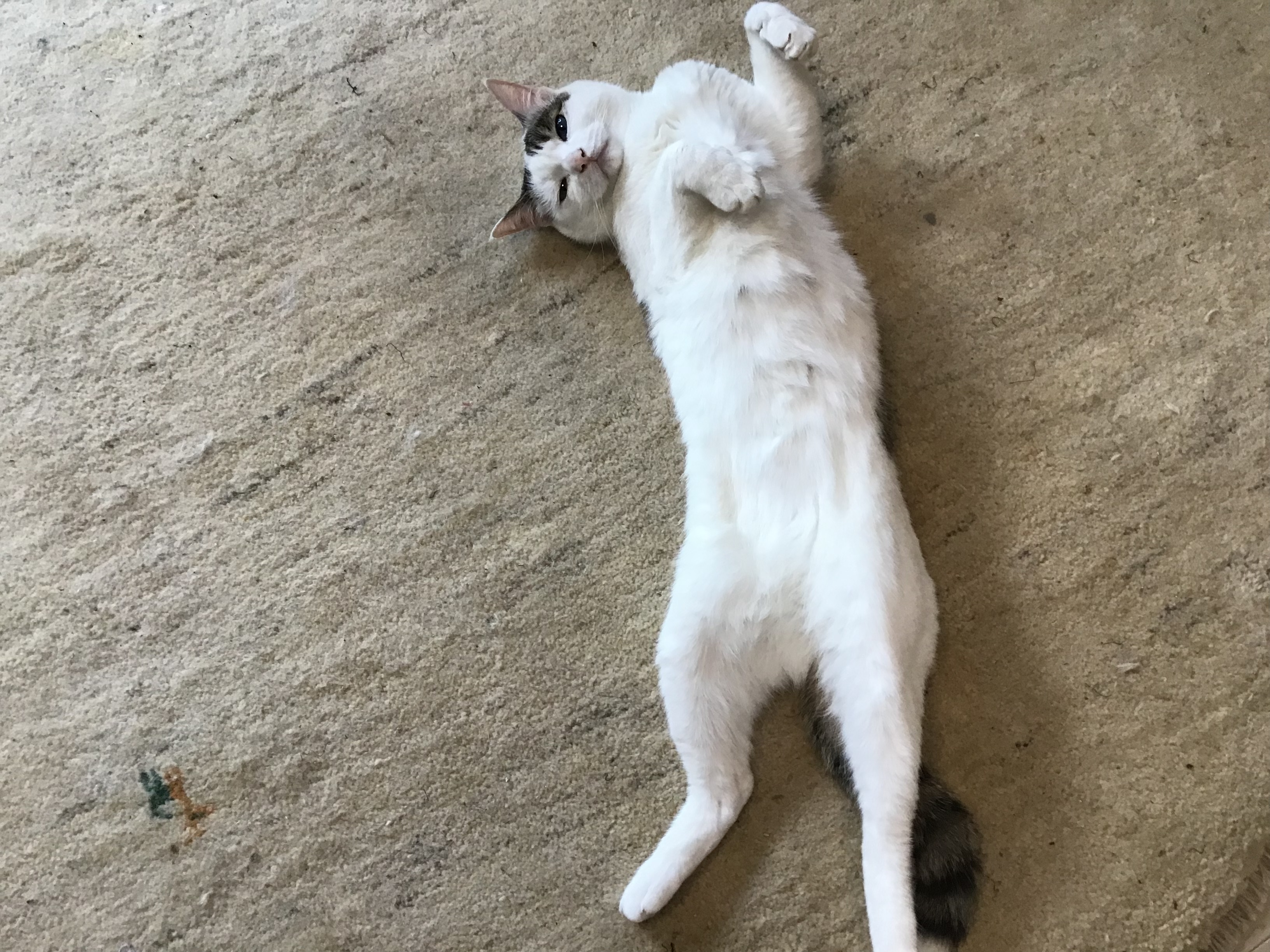 cefdec03-34f6-4252-8475-0423029535c1