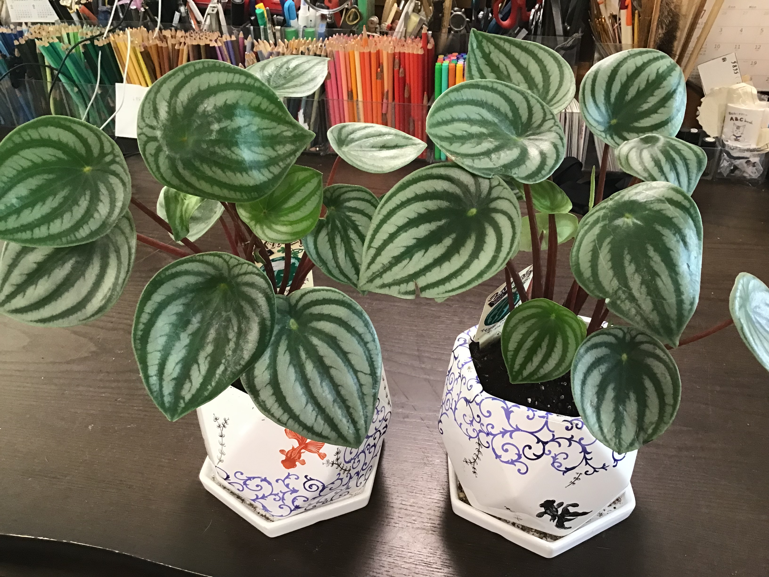 c01f925c-ef3b-48fe-b2ae-720441afdad3