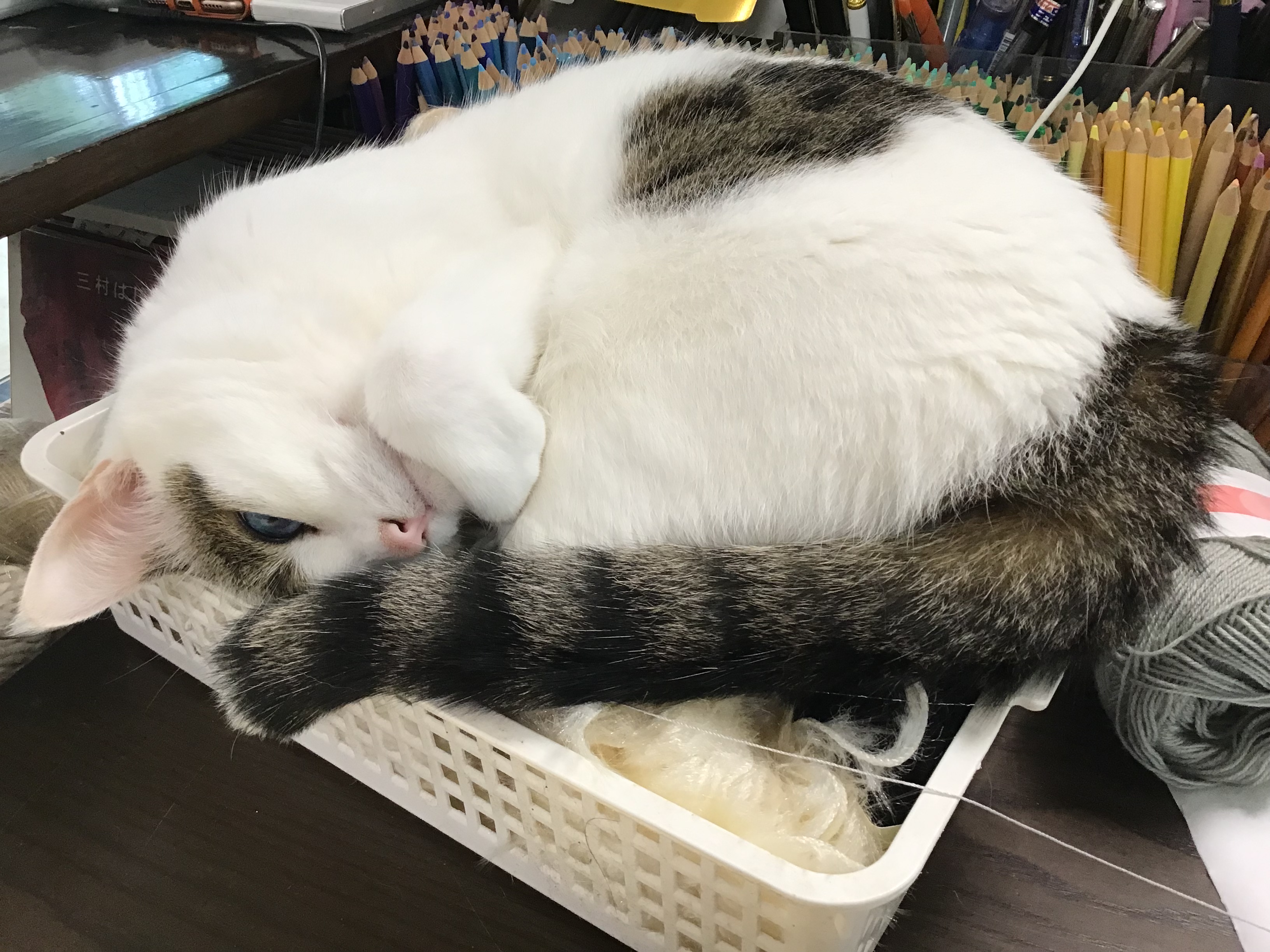 e3225146-ead2-4d69-8622-730cb3b7c923