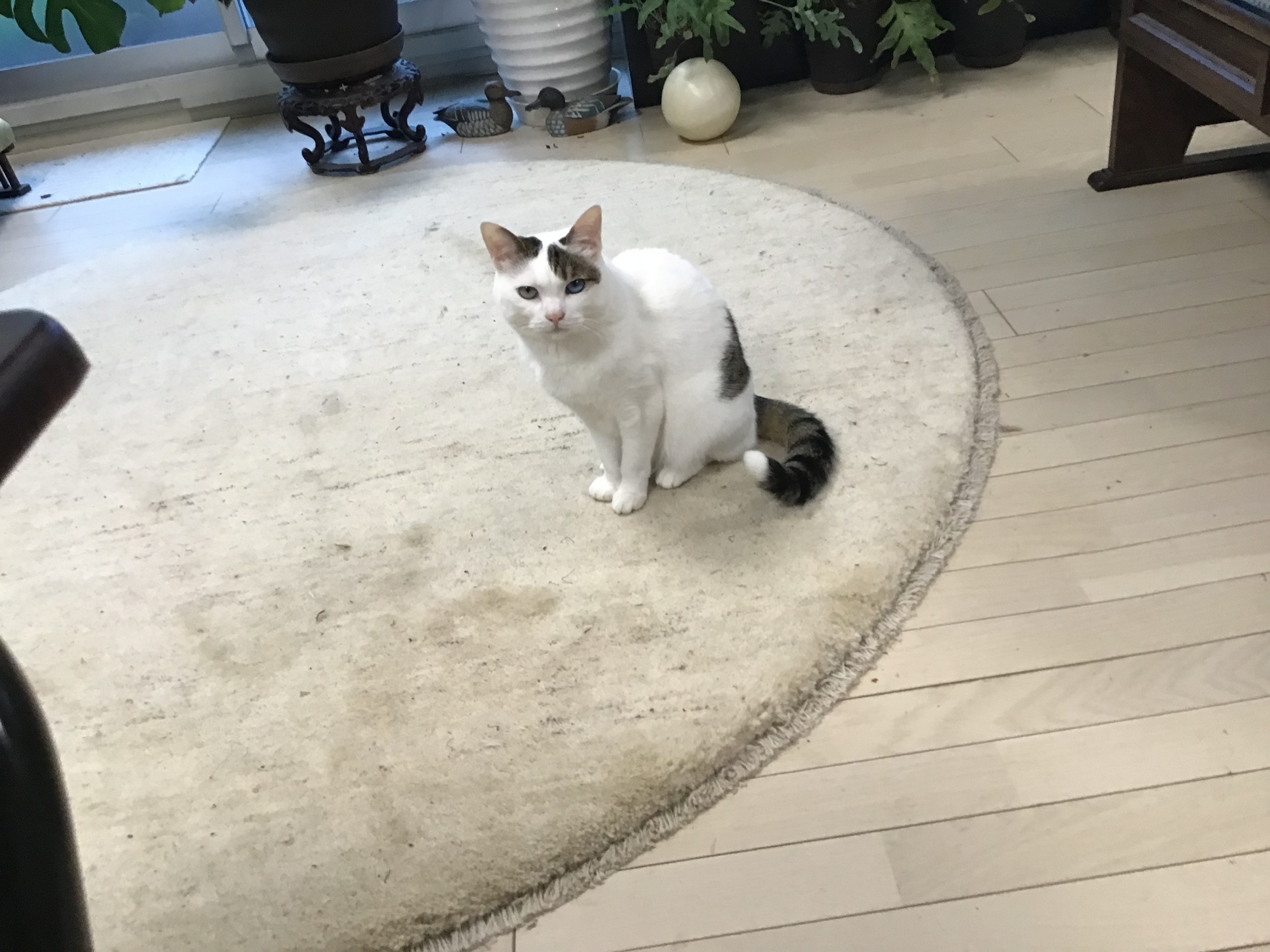 9597f065-119f-4a4e-8e44-7967bb7285a1