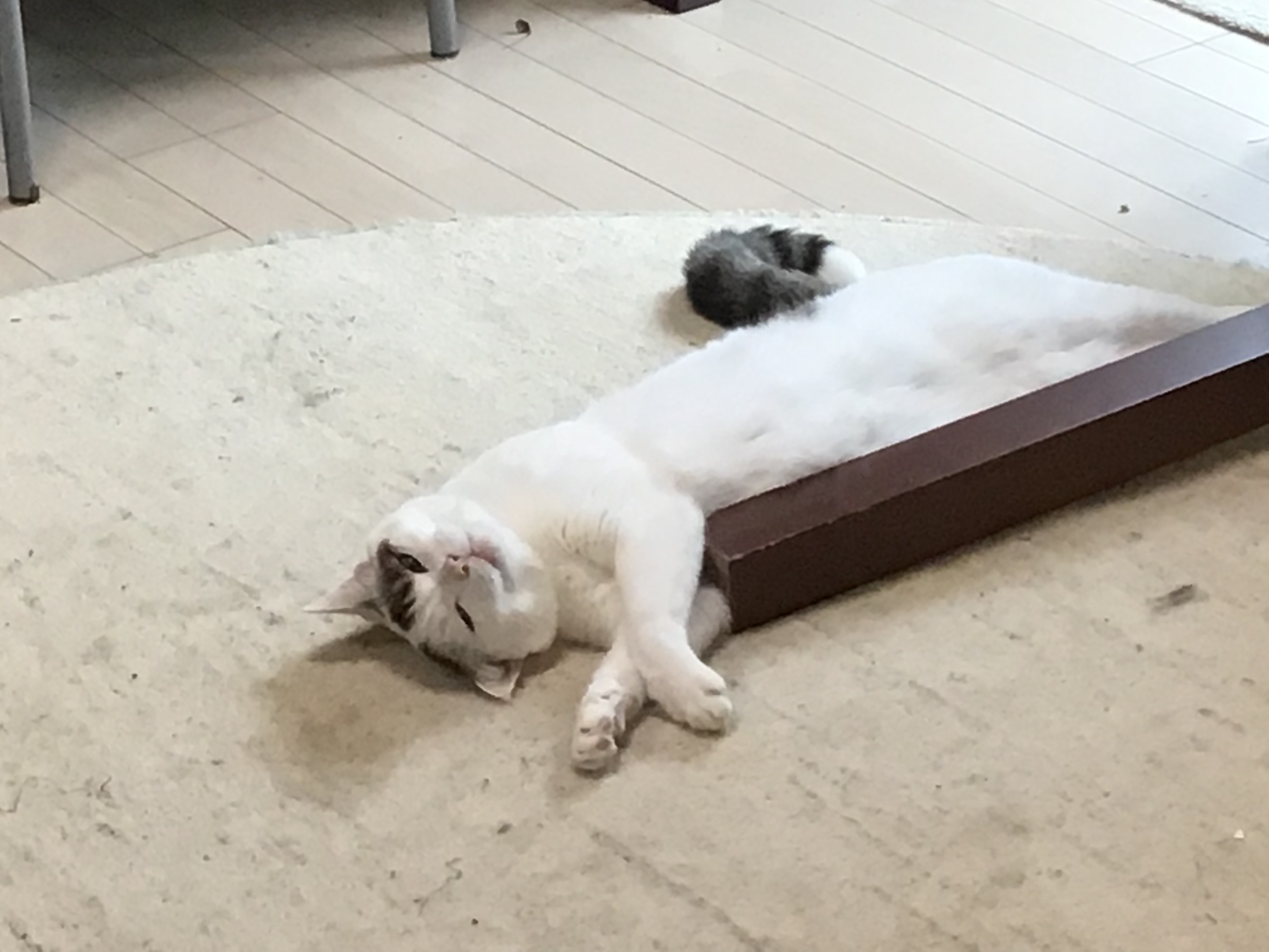 9650ba11-4971-4278-bb4e-c34431306266