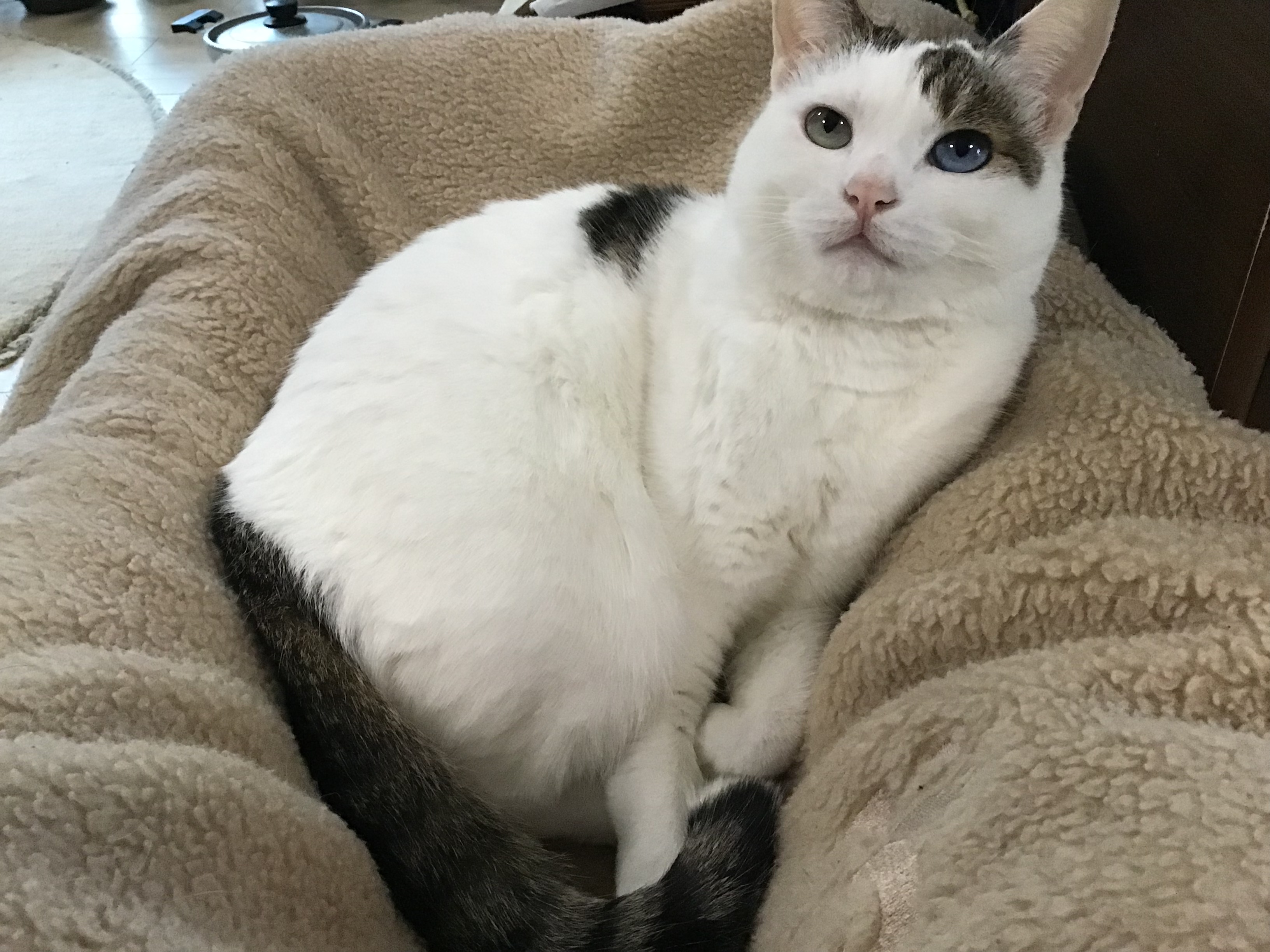 aac2af41-867b-4864-b312-efec380cfc37