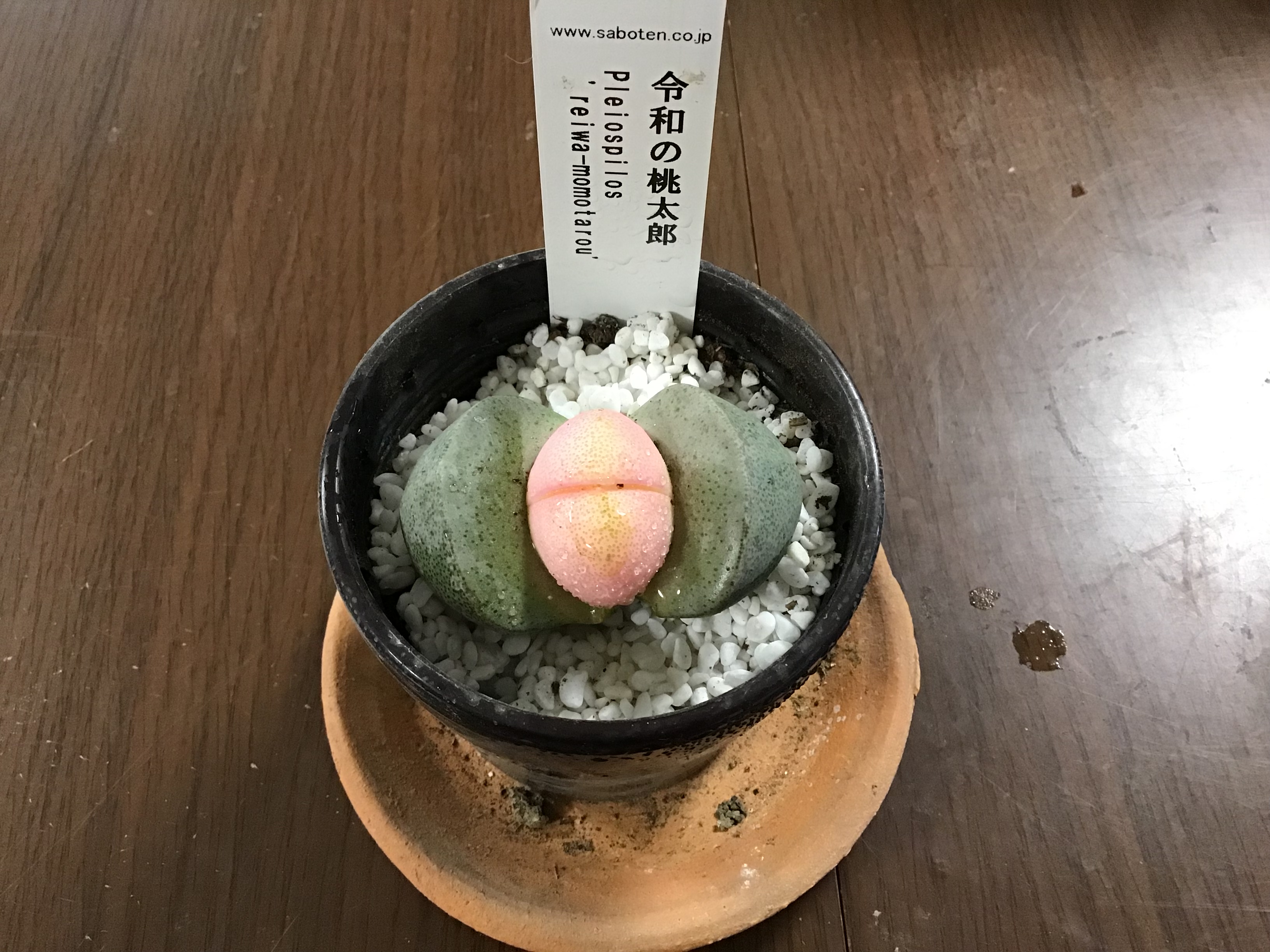 7c51dc15-133c-4f3d-b452-7c0155253c9f